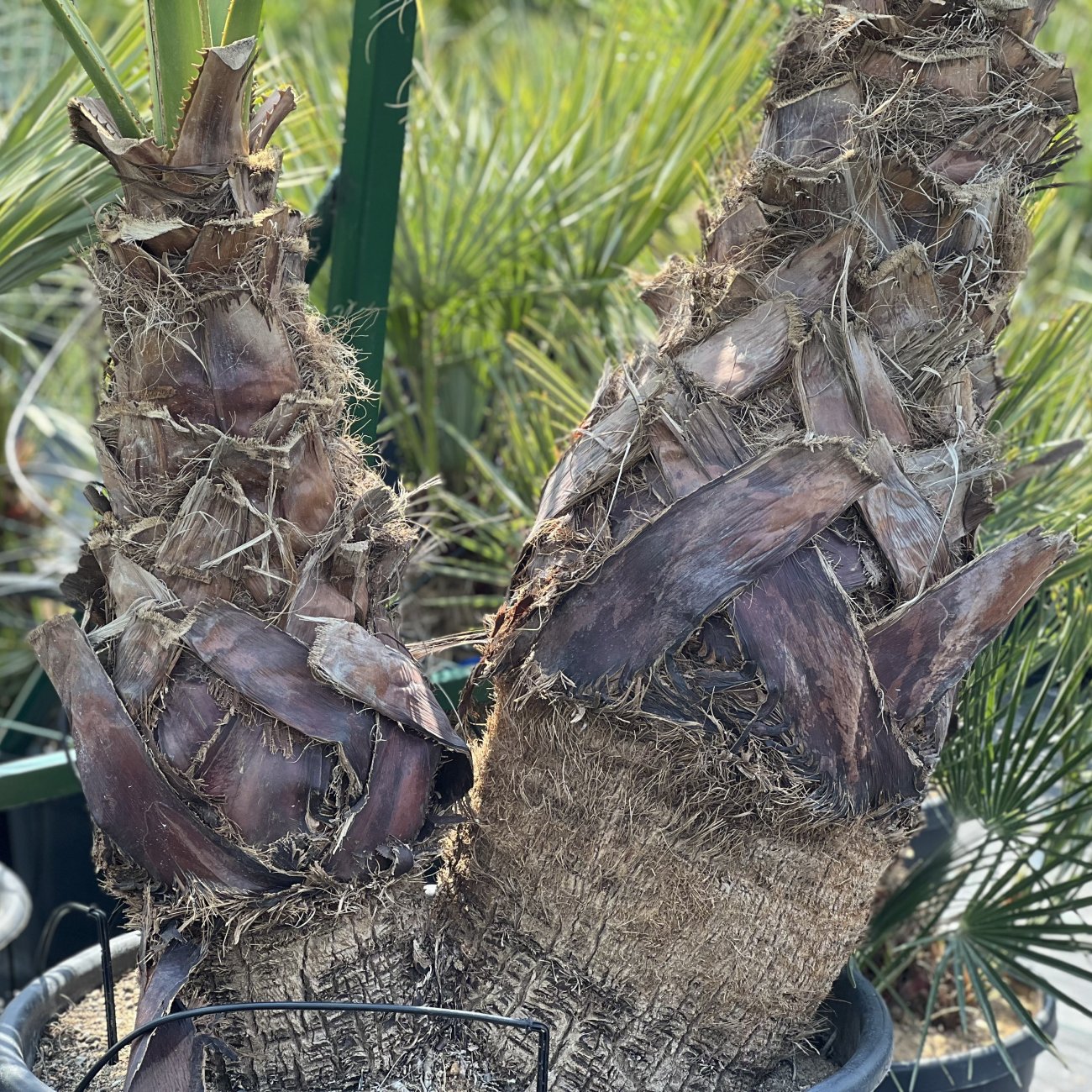 Obrázok Palma vláknitá (Washingtonia filifera) – výška kmeňov 50-60 cm/80-90 cm, celková výška 200 cm, kont. C110L (-10°C) DVOJIČKY